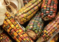 Mexico Repeals GM Corn Import Ban Following USMCA Dispute Resolution