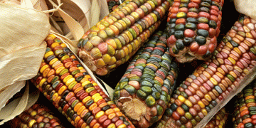 Mexico Repeals GM Corn Import Ban Following USMCA Dispute Resolution