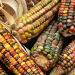 Mexico Repeals GM Corn Import Ban Following USMCA Dispute Resolution
