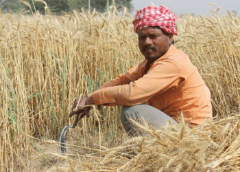 India Temporarily Halts Wheat Imports Amidst Anticipated Record Harvest