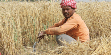 India Temporarily Halts Wheat Imports Amidst Anticipated Record Harvest