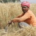 India Temporarily Halts Wheat Imports Amidst Anticipated Record Harvest