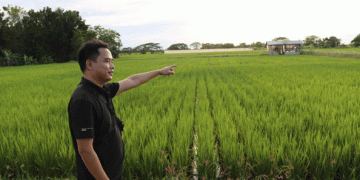 Chinese Hybrid Rice Boosts Yields and Food Security in the Philippines