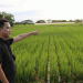 Chinese Hybrid Rice Boosts Yields and Food Security in the Philippines