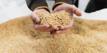 Chelyabinsk Wheat Producers to Receive 155 Million Rubles in Subsidies