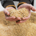 Chelyabinsk Wheat Producers to Receive 155 Million Rubles in Subsidies