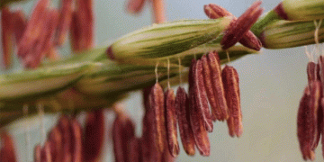 Decoding Maize Domestication: Unveiling the Genetic Blueprint Behind Modern Corn