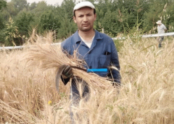 Tajikistan Develops ‘Tobistona’ Wheat Variety Yielding Two Harvests Annually