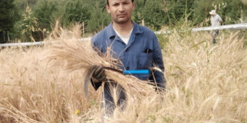 Tajikistan Develops ‘Tobistona’ Wheat Variety Yielding Two Harvests Annually