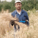 Tajikistan Develops ‘Tobistona’ Wheat Variety Yielding Two Harvests Annually
