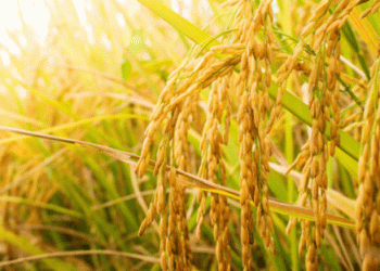 Rice Cultivation in Russia: Varieties and Agronomic Practices