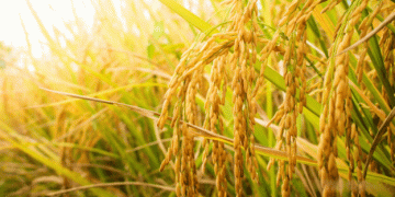 Rice Cultivation in Russia: Varieties and Agronomic Practices