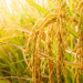 Rice Cultivation in Russia: Varieties and Agronomic Practices