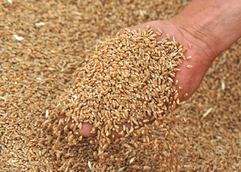 Russia’s Grain Exports to Africa Surge by 45% Through Krasnodar Ports