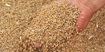 Russia’s Grain Exports to Africa Surge by 45% Through Krasnodar Ports