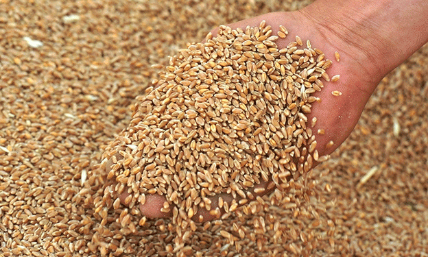 Russia’s Grain Exports to Africa Surge by 45% Through Krasnodar Ports