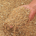 Russia’s Grain Exports to Africa Surge by 45% Through Krasnodar Ports