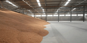 Safeguarding Seed Viability: Effective Strategies Against Storage Pests