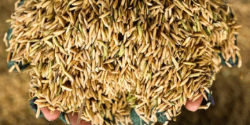 Plummeting Rice Prices Challenge Thailand’s Pheu Thai-Led Government