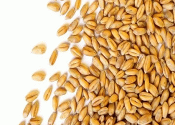 Perm Krai Exports First Batch of Wheat Seeds to Mongolia