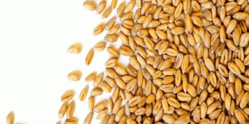 Perm Krai Exports First Batch of Wheat Seeds to Mongolia