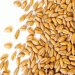 Perm Krai Exports First Batch of Wheat Seeds to Mongolia