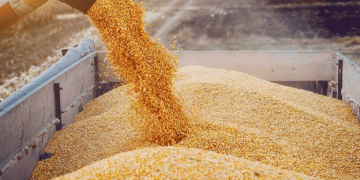 Tajikistan’s Wheat Import Surge in Early 2025: Implications for Food Security and Agricultural Collaboration