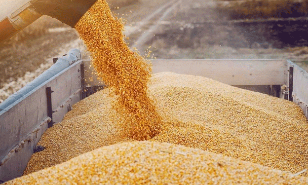 Tajikistan’s Wheat Import Surge in Early 2025: Implications for Food Security and Agricultural Collaboration