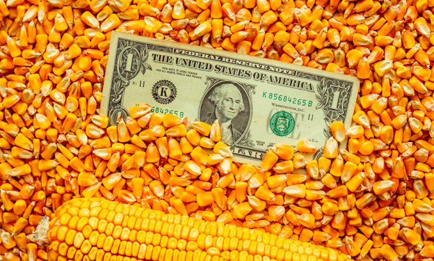 Global Grain Supplies Tighten: Navigating the Impact on Agriculture