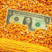 Global Grain Supplies Tighten: Navigating the Impact on Agriculture