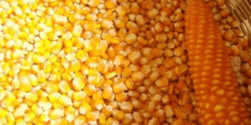 Kabardino-Balkaria’s Surge in Corn Seed Shipments Strengthens Russia’s Agricultural Export