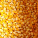 Kabardino-Balkaria’s Surge in Corn Seed Shipments Strengthens Russia’s Agricultural Export