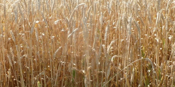 Russia’s Agricultural Export Ambitions: Aiming for $50 Billion by 2030