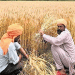 High February Temperatures Threaten India’s Wheat Yields