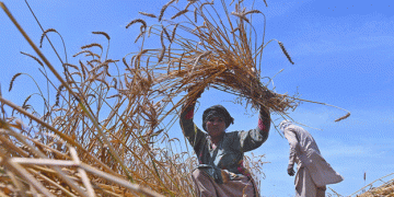 Ensuring Food Security: Pakistan’s Strategy for Timely Wheat Sales