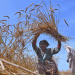 Ensuring Food Security: Pakistan’s Strategy for Timely Wheat Sales