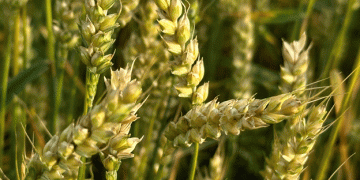 Navigating Russia’s Grain Harvest and Export Outlook for 2025: Challenges and Opportunities