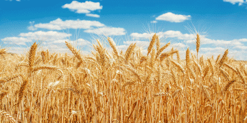 Pakistan Acts to Prevent Wheat Storage Losses: A Timely Intervention for Food Security