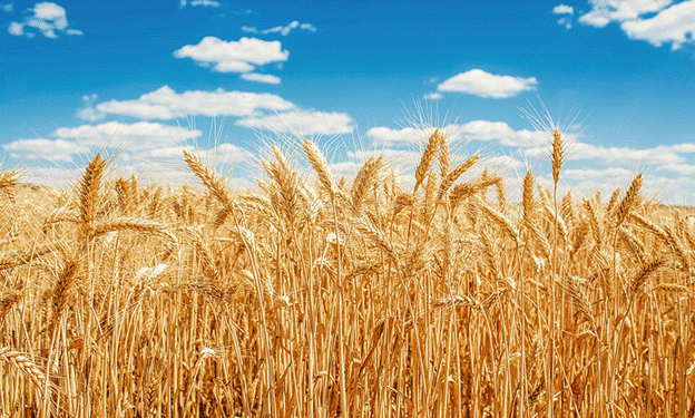 Pakistan Acts to Prevent Wheat Storage Losses: A Timely Intervention for Food Security