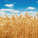 Pakistan Acts to Prevent Wheat Storage Losses: A Timely Intervention for Food Security