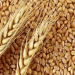Wheat in the Balance: Russia’s 2025 Harvest Forecast Rises Amid Threats of Heat and Frost