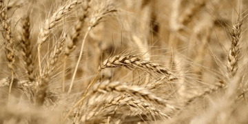 India’s Wheat Crop in Strong Condition, Except in Parts of Rajasthan