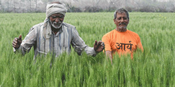 Rising Temperatures Threaten India’s Wheat Harvest: Implications for Farmers and Food Security