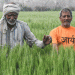 Rising Temperatures Threaten India’s Wheat Harvest: Implications for Farmers and Food Security