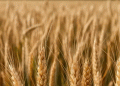 Russia Becomes the World’s Top Wheat Exporter: What It Means for Global Agriculture