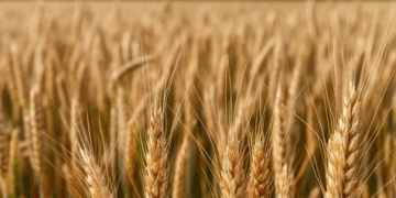 Russia Becomes the World’s Top Wheat Exporter: What It Means for Global Agriculture
