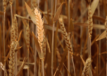 Surge in Russian Wheat Prices: Causes and Implications for the Agricultural Sector