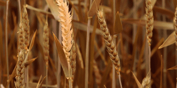 Surge in Russian Wheat Prices: Causes and Implications for the Agricultural Sector