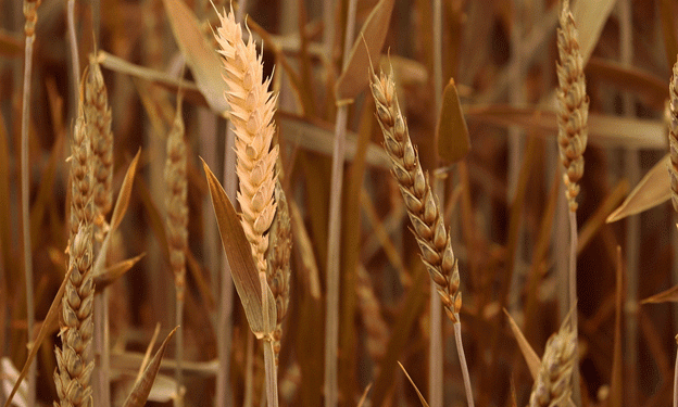 Surge in Russian Wheat Prices: Causes and Implications for the Agricultural Sector