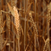 Surge in Russian Wheat Prices: Causes and Implications for the Agricultural Sector